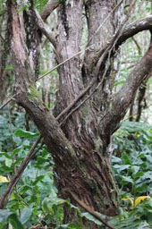 Très vieux tronc de Branle vert