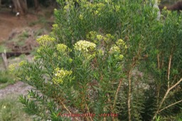 Ambaville verte - Hubertia ambavilla - Astéracée - B