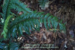 Asplenium daucifolium