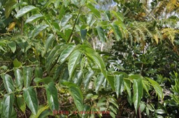 Bois d'andrèze - Trema orientalis -Cannabacée- I