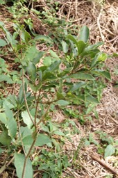 Bois de Joli coeur des hauts- Pittosporum senacia reticulata- Pittosporacée - I
