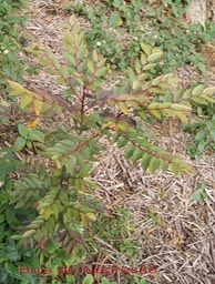 Bois de Négresse - Phyllanthus phyllireifolius Phyllanthacée - B