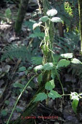 Clematis mauritiana - Ranunculacée - I