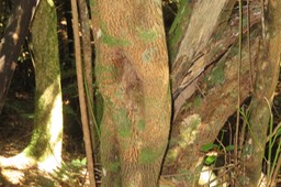 Creux ronds sur tronc de Bois de fer bâtard (longs sur tronc de Bois maigre) IMG_1811
