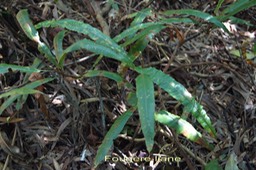 Fougère liane - Oleandra distenta - Davalliacée - I