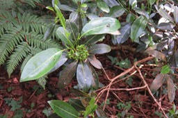 Fruits de Melicopee borbonica IMG_1841