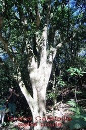 Grand Catafaille - Melicope obtusifolia - Rutacée - B