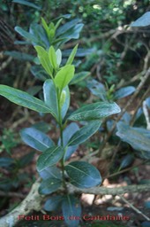 Petit Bois de Catafaille - Melicope borbonica - B