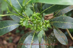 Petit Catafaille- Melicope borbonica avec fruits - Rutacée - B