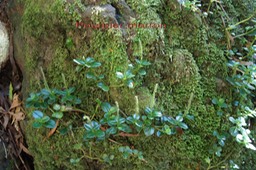 Pourpier marron - Peperomia - Urticacée - I