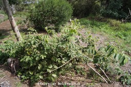 Ronce blache - Rubus apetalus- Rosacée - I