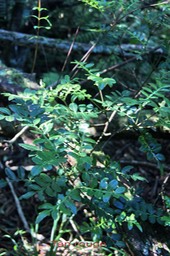 Tan rouge - weinmannia tinctoria - Cunoniacée -BM