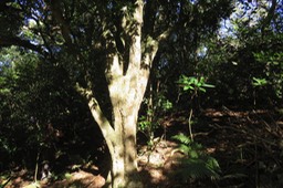 Tronc de Melicopee obtusifolia  IMG_1783