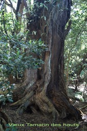 Vieux Tamarin des hauts - acacia heterophylla - Fabacée - B