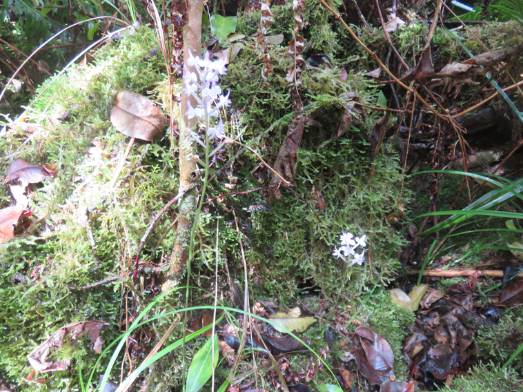 1 Cynorkis ridleyi - Ø - Orchidaceae - indigène Réunion