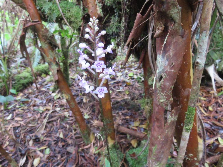 14 Cynorkis squamosa (Poir.) Lindl. - Ø - Orchidaceae - Endémique Réunion et île Maurice