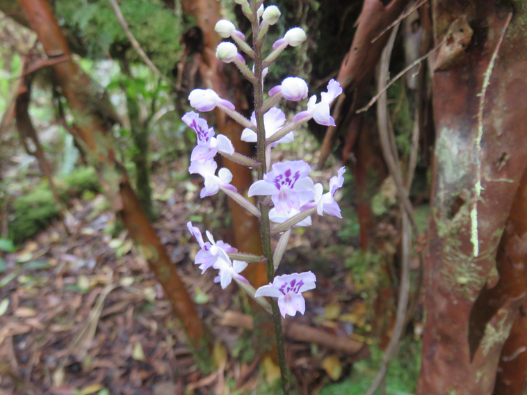 15 Cynorkis squamosa (Poir.) Lindl. - Ø - Orchidaceae - Endémique Réunion et île Maurice