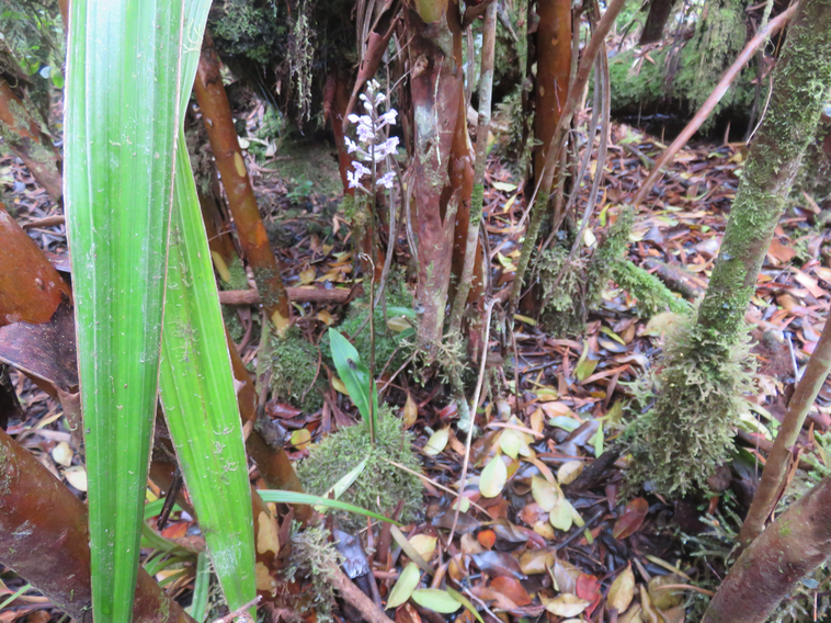 16 Cynorkis squamosa (Poir.) Lindl. - Ø - Orchidaceae - Endémique Réunion et île Maurice