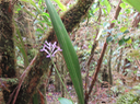 17 Arnottia mauritiana - - ORCHIDACEAE - Endémique Réunion Maurice