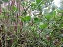 19 Chassalia gaertneroides - Bois de corail  des Hauts - Rubiaceae