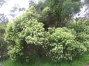 25 Hubertia ambavilla Bory - Ambaville (verte) - Asteraceae - Endémique R