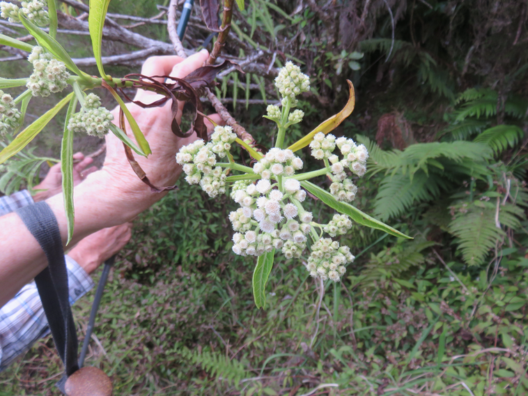 29 Fleurs Psiadia laurifolia - Bois de chenilles - Astéracée - B