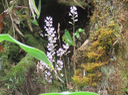3 Bouquet de Cynorkis ridleyi - Ø - Orchidaceae - indigène Réunion