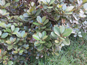 32 Sideroxylon borbonicum - Bois de fer batard/Natte coudine/… - SAPOTACEAE - Endémique Réunion