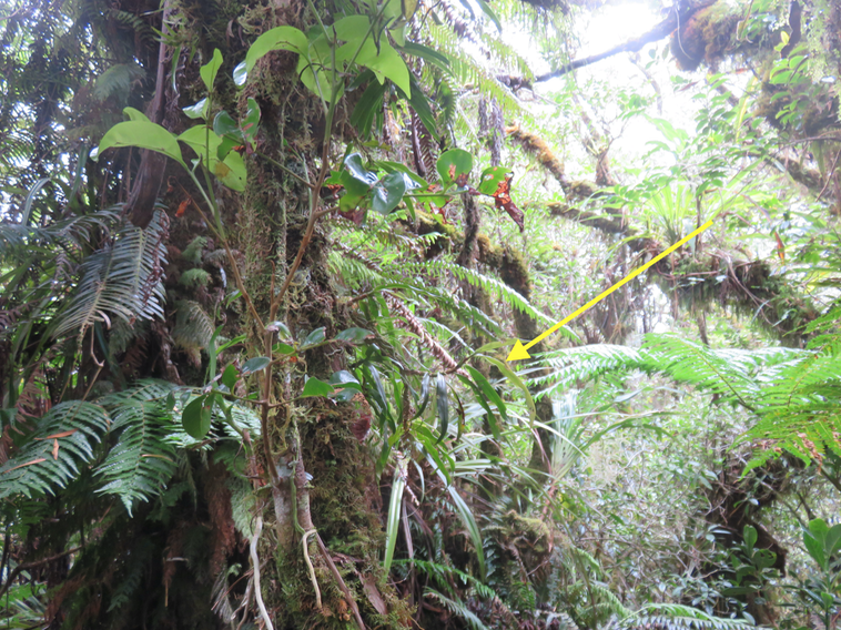 5 ??? Angræcum sur tronc dans le fouillis de la forêt (rain forest)