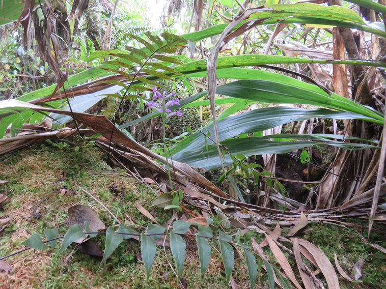 6 Arnottia mauritiana - - ORCHIDACEAE - Endémique Réunion Maurice