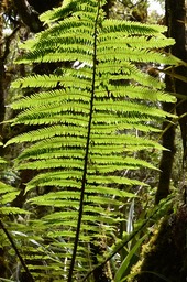 Alsophylla borbonica - Fanjan mâle - CYATHEACEAE - Endémique Réunion