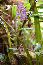 Arnottia mauritiana - ORCHIDOIDEAE - Indigène Réunion