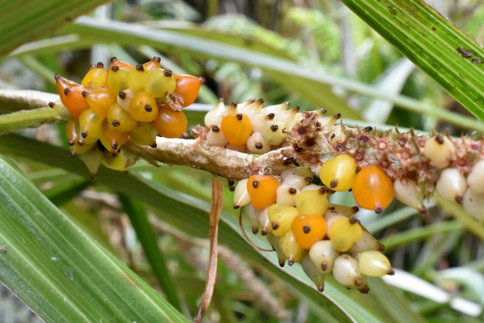 Astelia hemichrysa - Ananas marron - ASTELIACEAE - Endémique Réunion, Maurice