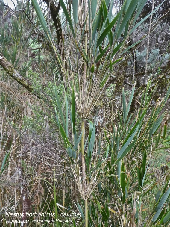 Bambou Nastus borbonicus . calumet . poaceae.endémique Réunion .P1670267