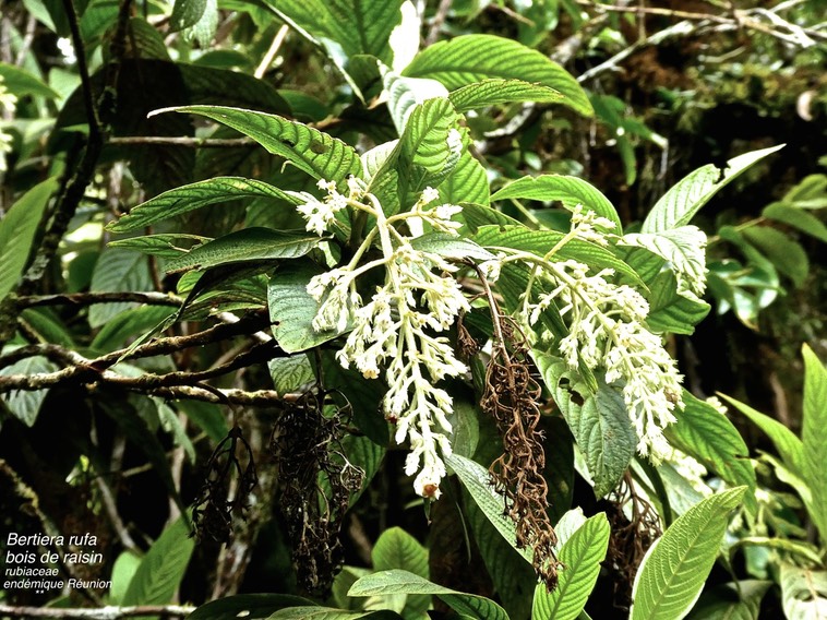 Bertiera rufa .bois de raisin .rubiaceae .endémique Réunion P1660926