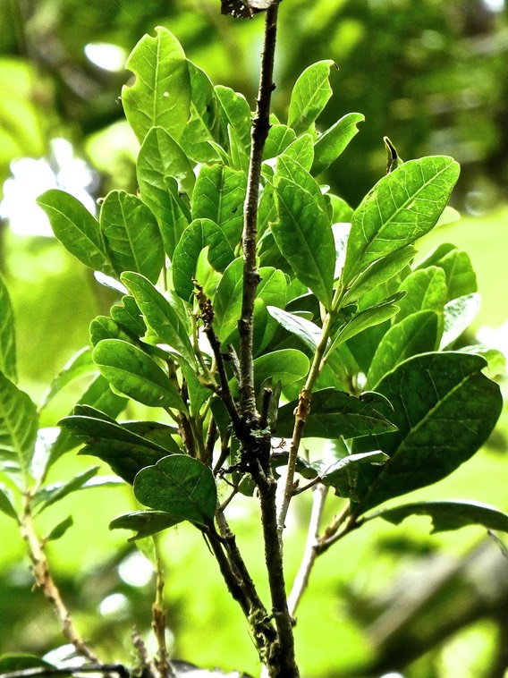 Bois de quivi .Turraea sp . meliaceae  P1670035