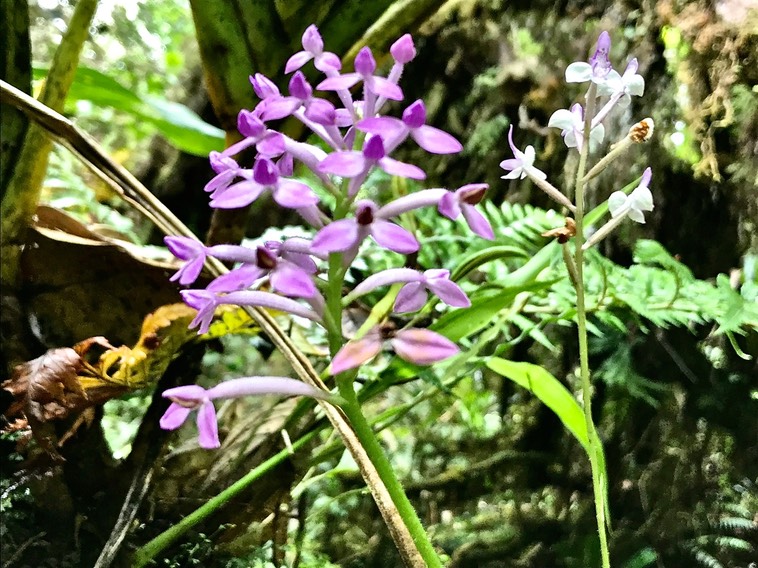 Bouquet d'orchidées .Arnottia mauritiana et Cynorkis redleyi .IMG_0660