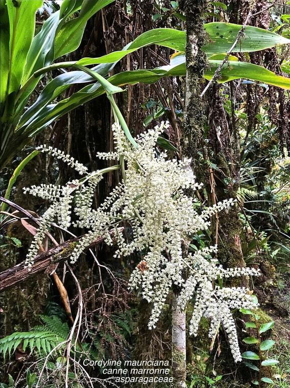 Cordyline mauritiana .canne marronne .asparagaceae.endémique Réunion Maurice .IMG_0581