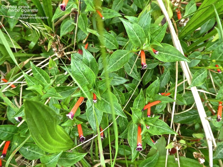 Cuphea ignea.herbe cigarette .lythraceae . espèce envahissante .P1670301