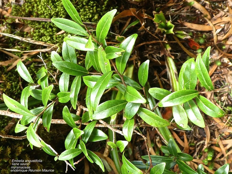 Embelia angustifolia .liane savon. myrsinaceae.endémique Réunion Maurice .P1660950