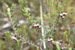 Erica galioides - Thym marron - ERICACEAE - Endémique Réunion