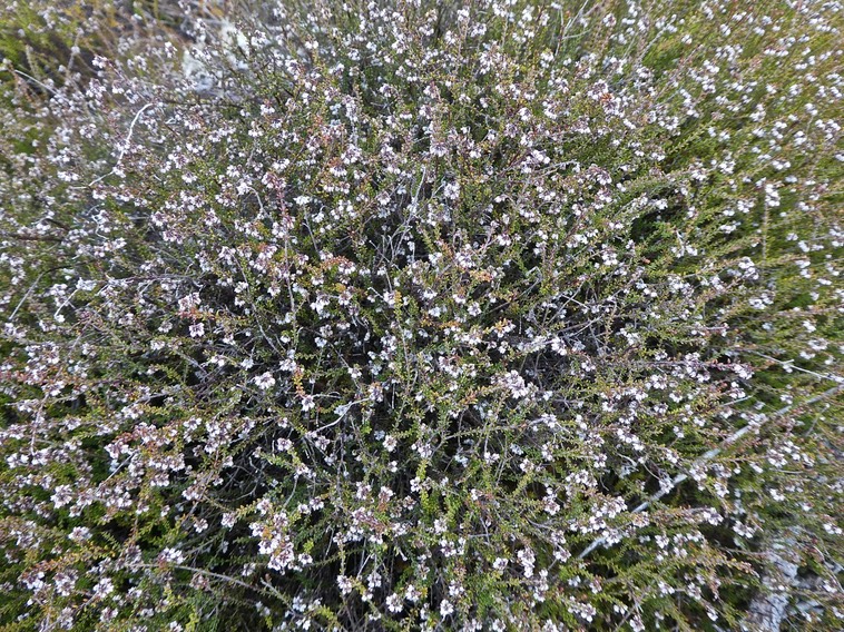 Erica galioides . thym marron .ericaceae .endémique Réunion .P1670133