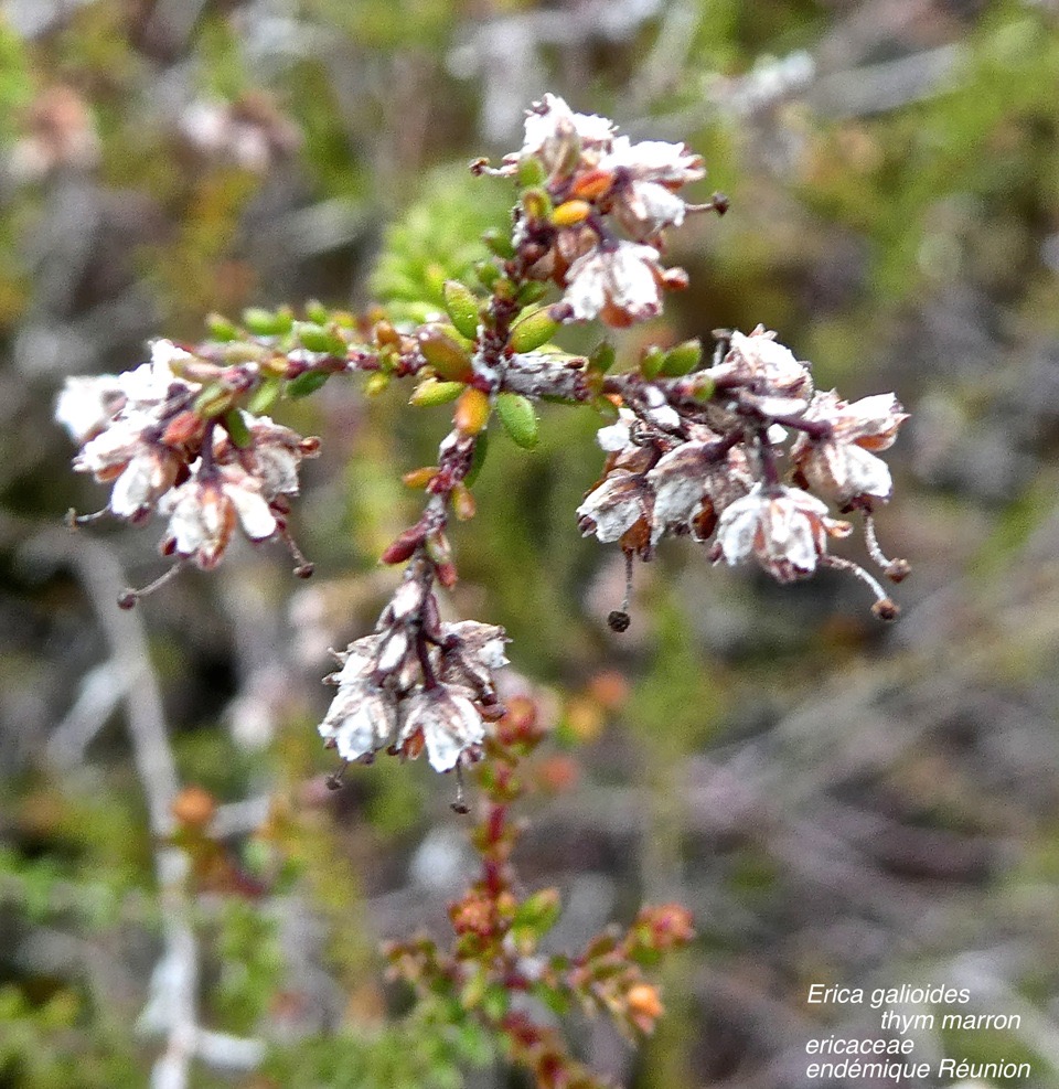 Erica galioides .thym marron .ericaceae .endémique Réunion .P1670211
