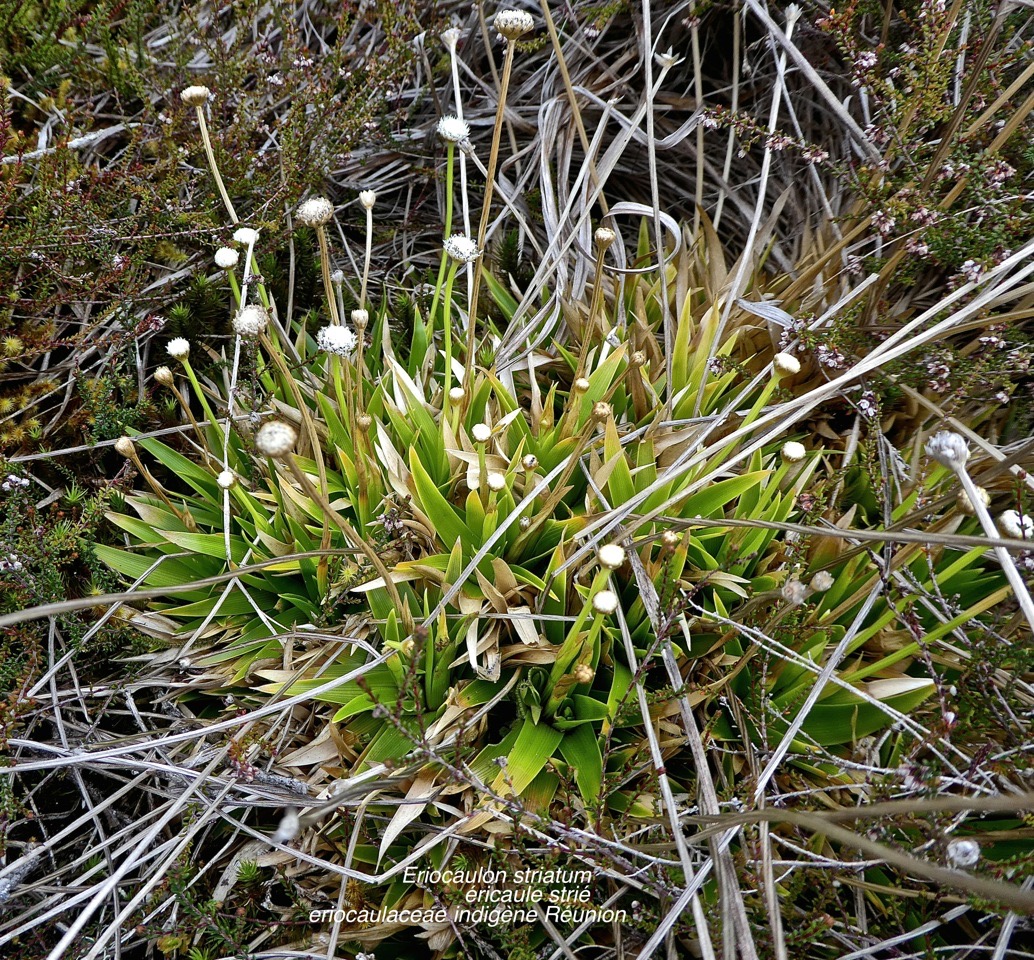 Eriocaulon striatum .éricaule strié .eriocaulaceae.  indigène Réunion .P1670207
