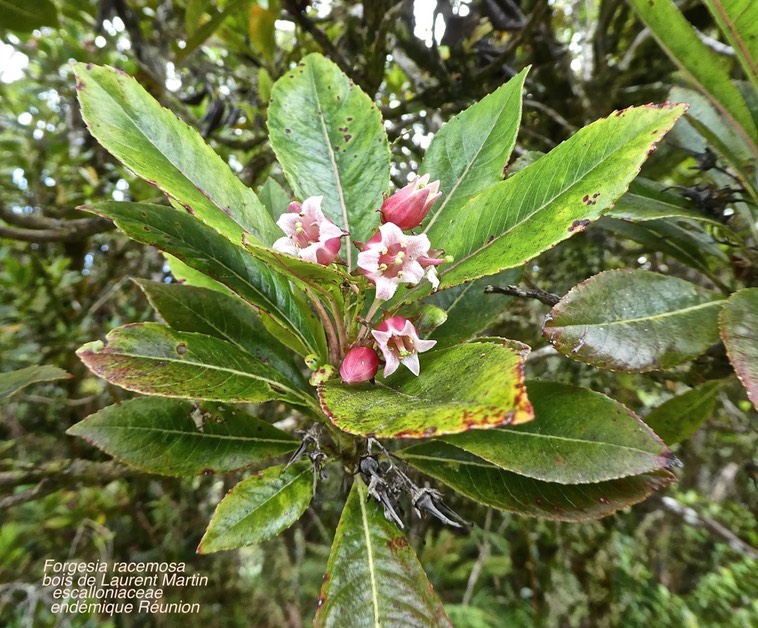 Forgesia racemosa .bois de Laurent Martin .esccalloniaceae.endémique Réunion P1670366