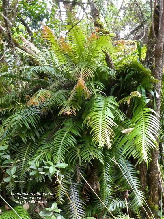 fougère Lomaridium attenuatum . Blechnum attenuatum. blechne atténué . blechnaceae. indigène Réunion P1670322