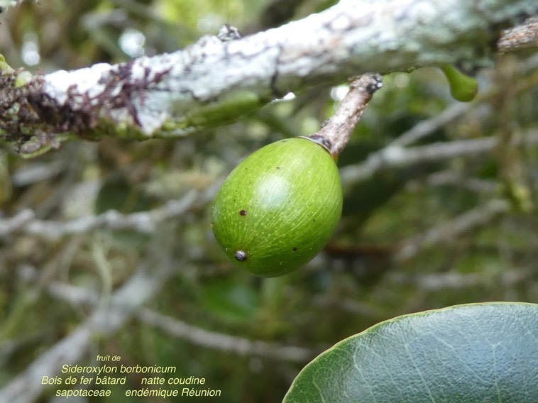 fruit de Sideroxylon borbonicum. bois de fer bâtard. natte coudine. sapotaceae.endémique Réunion .P1670344