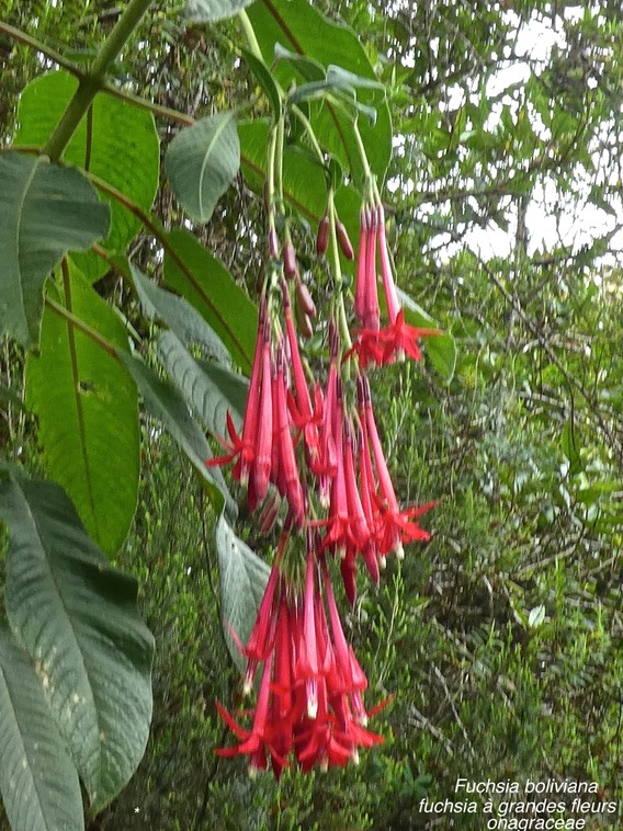 Fuchsia boliviana .fuchsia à grandes fleurs . onagraceae .espèce envahissante P1670293