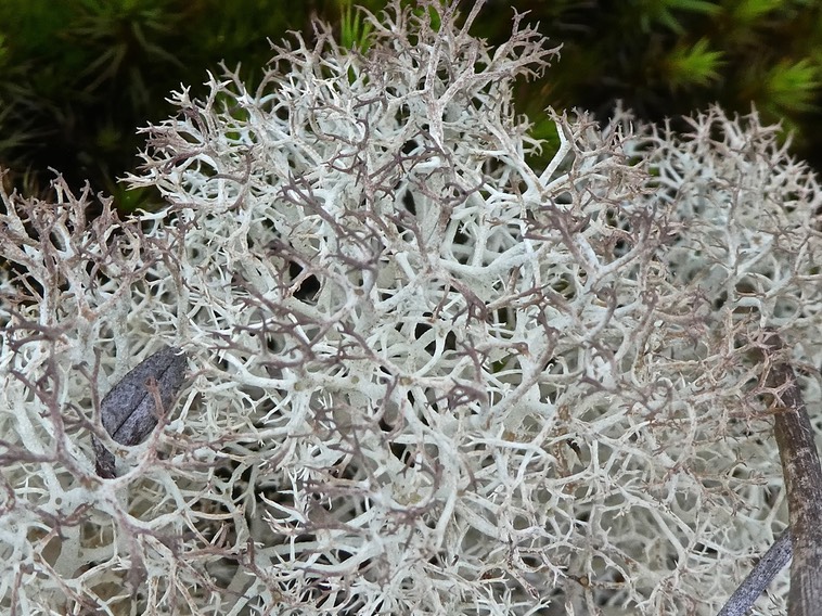 lichen Cladonia sp P1670219
