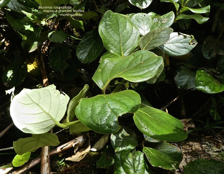 Monimia rotundifolia . mapou à grandes feuilles.monimiaceae.endémique Réunion.P1670060